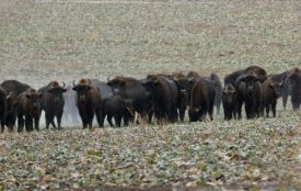В області збільшилась популяція зубрів. Що показав цьогорічний облік диких тварин