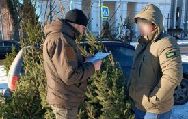 У Немирові виявили порушників з продажу новорічних ялинок