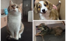 «Було троє кошенят — Димок, Шипучка і Карамелька». За рік у вінницькому притулку врятували понад 1 500 тварин