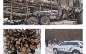 У Вороновицькому лісництві виявили порушення під час вивезення лісу