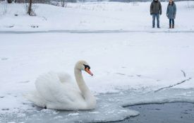 «Дайте птахам спокій»: експерти пояснили, чому не треба рятувати лебедів на кризі