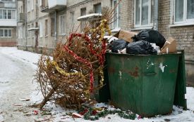 Куди подіти ялинку, щоб не зашкодити довкіллю та не захаращувати двір?