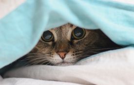 У цей день вітайте Григорія та захищайте свої права. Історія, традиції та заборони 10 січня