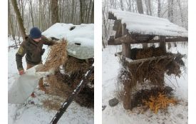 Годівниці рятують життя: у нацпарку розпочали підгодівлю диких звірів