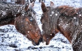 Сьогодні вітаємо Олену, Івана та Павла. Історія та прикмети 15 січня
