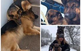 Фантусики з Шарапанівки. Як вівчарки з Вінниччини зимовими витівками підкорюють TikTok