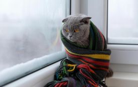 Сибірський антициклон накриє Вінницю морозом: синоптики прогнозують нову хвилю холоду