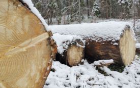Майстри лісу на Гайсинщині вирубали дерев на 2,5 мільйона гривень