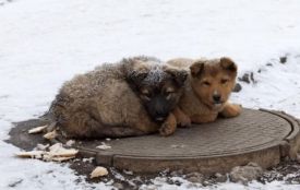 В Україні посилюють захист тварин. Що зміниться для власників і притулків