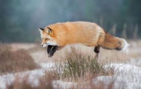 Відстріл лисиць, вовків і шакалів проведуть на Вінниччині цими вихідними