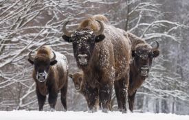 На Вінниччині помітили велике стадо зубрів. ВІДЕО