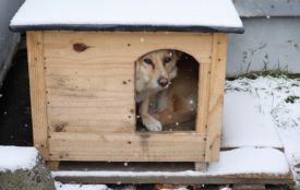 Собаки, коти та пташки: енергетики Вінниччини рятують тварин у сильні морози