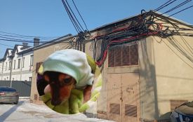 «Дівчата, замерзаю я й тварини»: понад 30 годин чекали світла  на двох вулицях Старого міста