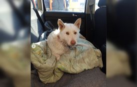 На вокзалі Вінниці пасажири допомогли врятувати вагітну собаку