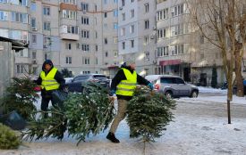 Комунальники зібрали дев'ять вантажівок ялинок. Як правильно «викинути» новорічне дерево