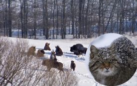 Червонокнижні зубри та дикі коти. Яких ще тварин можна зустріти в наших лісах у січні?