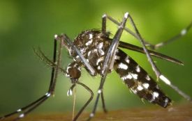 Екзотичний вірус у Вінниці. Медики виявили завізний випадок гарячки Чикунгунья