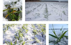 Метеорологи розповіли, чи вціліла озимина на полях області