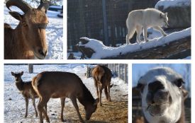 Зимовий дзен рисі та тигри у паморозі: фотофакти з життя Подільського зоопарку