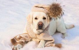 Кого вітаємо і що святкуємо 1 лютого: історія, прикмети та заборони