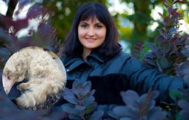 «Купа дзвінків про покинутих тварин»: врятувала котика, якому алкаш відтяв лапку ножем