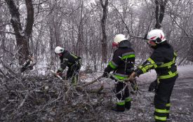 Через ожеледицю падали дерева, а «швидкі» застрягали на дорогах. Як Вінниччина переживає негоду
