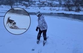 У Тиврові хаскі напала на лебедя. Як пояснив ситуацію власник Рагнарьока