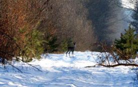 Сліди крові та рештки дикої кози знайшли біля нацпарку «Кармелюкове Поділля»