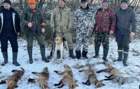 В рамках регулювання чисельності хижаків на Вінниччині вже вполювали майже 600 лисиць