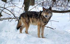 За січень у Вінницькій області добули понад десяток хижаків. Яку небезпеку несуть шакали