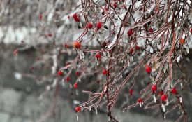 Морози міцнішають: якої погоди чекати на Вінниччині цими вихідними