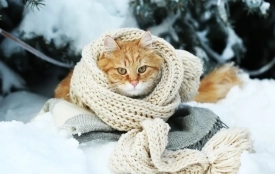 Тріскучі морози до -28° і ожеледиця: якою буде погода на Вінниччині наступного тижня