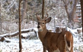 Сьогодні вітаємо Миколу і Микиту. Історія, заборони та прикмети 4 лютого