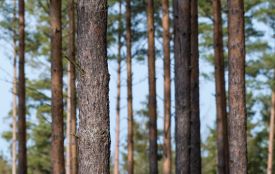 107 гектарів самосійних лісів Вінниці отримали офіційний статус