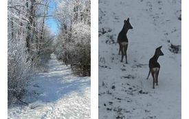Зимова магія у «Кармелюковому Поділлі». На сніжних просторах помітили косулю