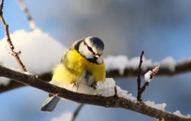 Сьогодні вітайте Євгена та Марію. Історія, заборони та прикмети 12 лютого