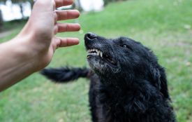 Загроза сказу на Вінниччині. За січень від укусів тварин постраждали майже 400 людей
