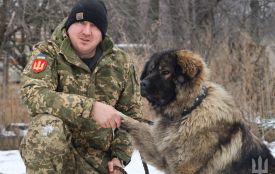 Велетень із лагідним серце. Вівчарка Баєр став головним антидепресантом для воїнів 100-ї бригади