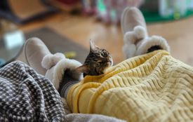 Морози не відступають: якою буде погода на Вінниччині цього робочого тижня