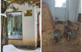 «Усі разом зігрівали малюка»: у Подільському зоопарку народився сурікат з Калахарі