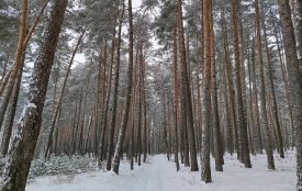 Ділянку лісу у Барській громаді через суд передали «Віноблагролісу»