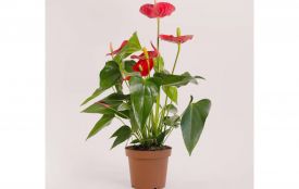 Антуріум, орхідея чи фікус. Які рослини найчастіше дарують закоханим (Новини компаній)