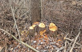 На Вінниччині вирізали дерева віком понад 30 років. Збитки перевищують пів мільйона