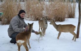 Зимовий облік мисливської фауни: на Вінниччині стало більше козуль
