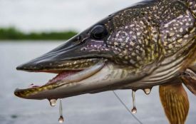 Не ловіть щуку: у Вінницькій області вводять заборону та великі штрафи