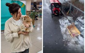 На Космонавтів перехожі врятували домашнього кролика, якого викинули на холод