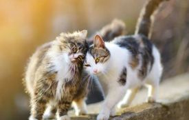 Сьогодні перший день весни: що святкують 1 березня і яких прикмет варто дотримуватися