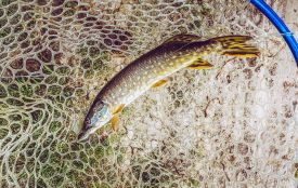 До 215 тисяч ікринок: як розмножується щука і чому її не можна зараз ловити