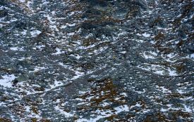 Засолені ґрунти та хворі дерева: як зимова боротьба з ожеледицею нищить довкілля регіону