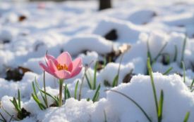 Морозний березень та аномально теплий квітень: синоптики попередили про весняні гойдалки